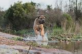 CANE CORSO 139